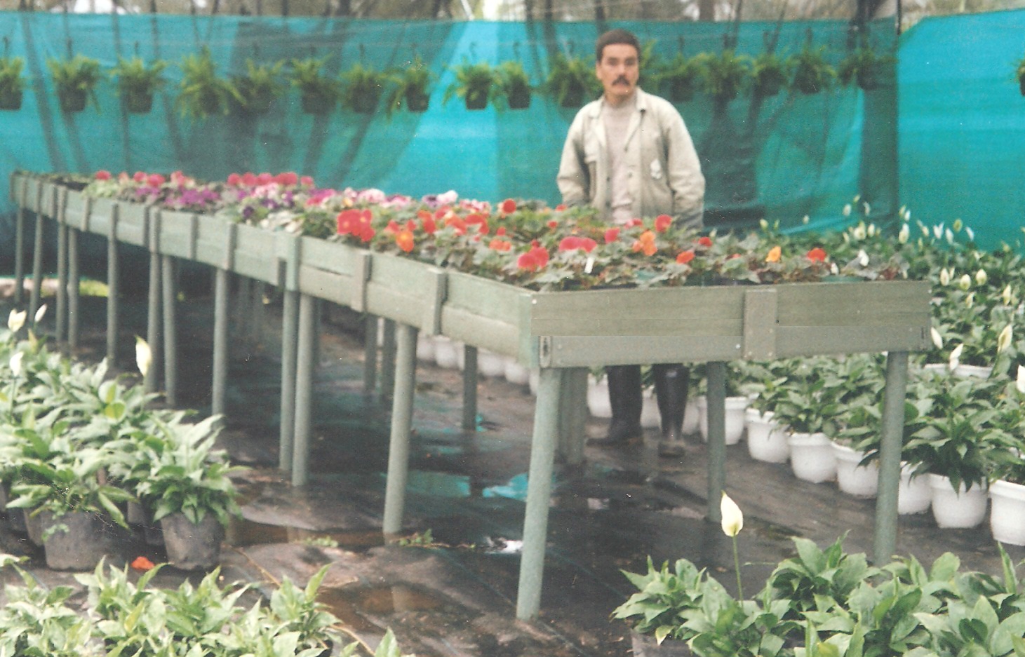plantas vivas en estanterías planta viva vivero jardín estante para plantas vivas mostrador exhibidor de plantas vivas mostrador de plantas vivas en repisa armario tarima estantes de matas 0002 plantas vivas en estanterías planta viva vivero jardín estante para plantas vivas mostrador exhibidor de plantas vivas mostrador de plantas vivas en repisa armario tarima estantes de matas 0002